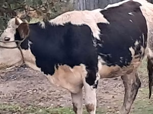 Bika, Simmental cattle