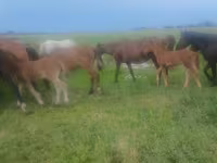Yegua, Caballos — foto 2