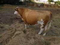 Tehén, Simmental cattle — 2. fotó
