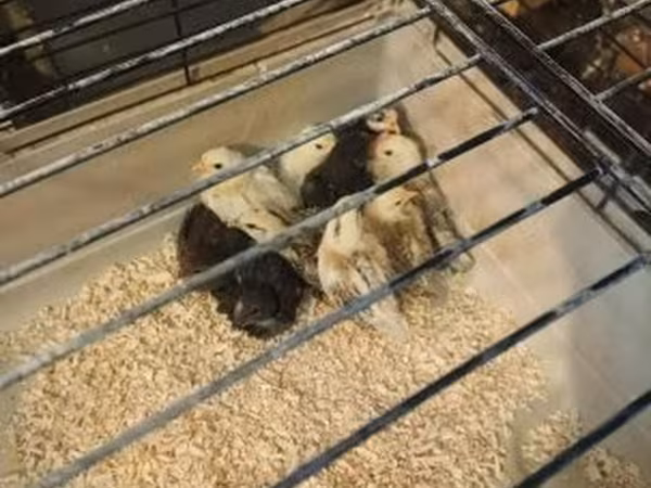 Chickens — Hungary