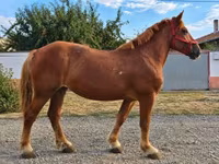 Yegua, Caballos — foto 1