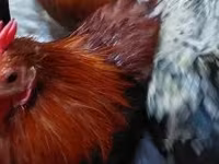 Pekin Bantam — 7. fotó