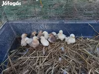 Chickens — الصورة 3
