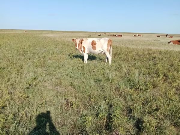 गाय, Simmental cattle