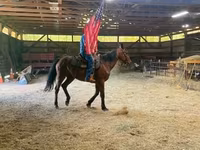 Kůň, Standardbred — foto 2