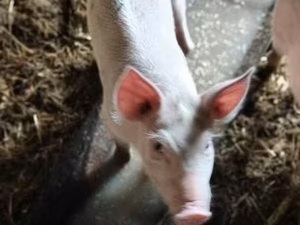 Cerdos (lote, sexo no especificado),  — Hungría