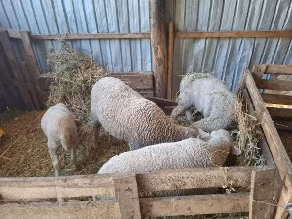 Carnero, Ovejas — Hungría