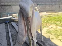 Kozel, Gulabi goats — foto 4