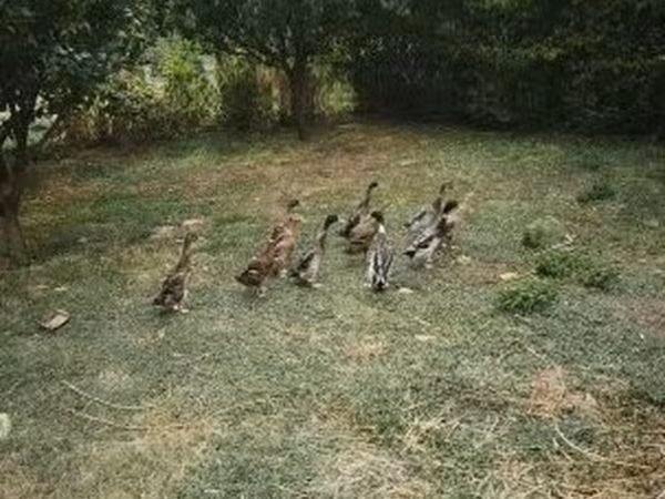 Indian Runner