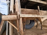 Ziege, Alpine goat — Foto 3