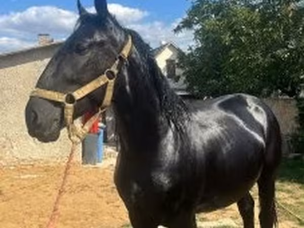 Конь, Лошади