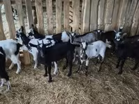 公山羊, Goats — 照片 8