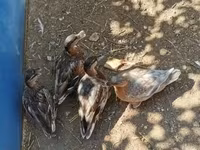 Ducks — zdjęcie 4