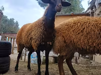 Kos, Blackheaded Persian sheep — 3. fotó