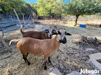 Oveja, Cameroon sheep — foto 3