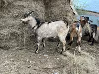 Bak, Alpine goat — 3. fotó