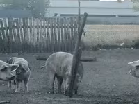 母猪, Pigs — 照片 2