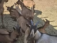 Cabras (lote, sexo no especificado), Alpine goat — foto 3