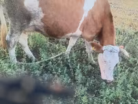 Vaca, Simmental cattle — foto 3