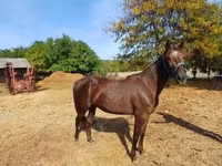 Yegua, Standardbred — foto 1