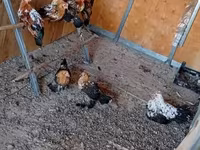 Bantam — zdjęcie 4