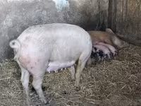 Schweine (Partie, Geschlecht nicht angegeben), Schweine — Foto 2