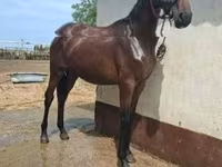 घोड़ा, Nonius horse — फ़ोटो 2
