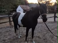 Kanca, Appaloosa — 7. fotó