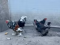 Brahma — foto 1