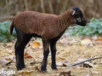Juh, Cameroon sheep — 1. fotó