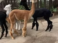 ऊँट, ऊंट — फ़ोटो 1