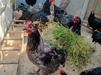 Gallo de pelea de fosa australiano — foto 4
