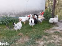 Chickens — 2. fotó