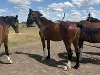 घोड़ी, Dutch warmblood horse — फ़ोटो 1