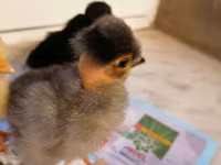 Chickens — foto 4