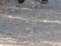 Ducks — 照片 2