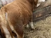 Bulle, Ungarische Graue Rasse — Foto 2