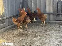Нью-гемпшир — фото 3
