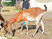 Nőstény kecske, Nubian Goat — 3. fotó