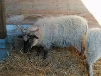 Ovelha, Racka sheep — foto 3