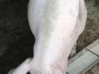 Sow, Pigs — photo 1