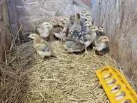 Chickens — फ़ोटो 2