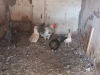 Chickens — foto 4