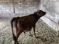 Toro, Brown Latvian — foto 3
