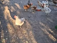 Chickens — 7-сурет