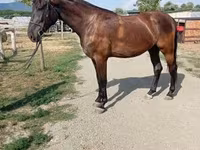 Stute, Hungarian horse breed — Foto 5