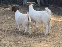 Kecskék (tétel, nem megadva), Boer goat — 3. fotó
