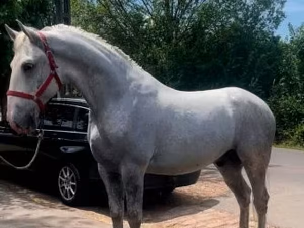 حصان, Lipizzaner