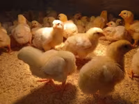 Chickens — foto 1