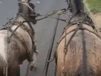 घोड़ी, घोड़े — फ़ोटो 8